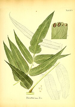 Marattia laxa