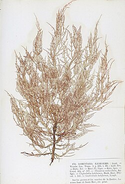 Chylocladia verticillata