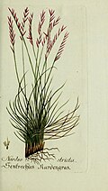 N. stricta