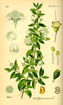 Myrtus communis, ilustracija