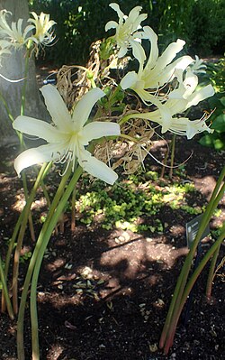 Lycoris caldwellii