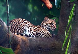 Leopardus pardalis