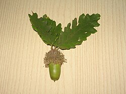 Lišće i žir hrasta cera