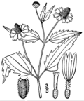 Acmella oppositifolia