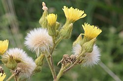 Sonchus palustris