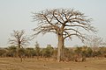 Baobab (Adansonia digitata) u parku W