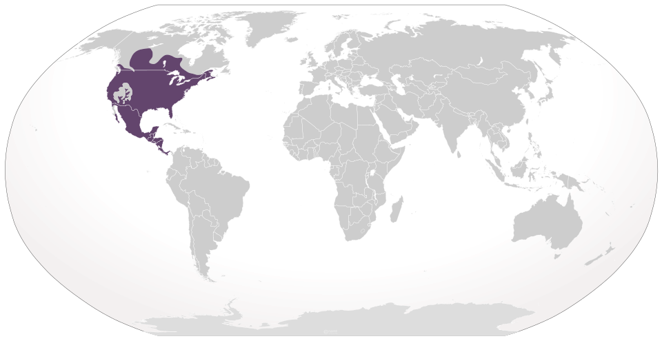 Datoteka:Cypron-Range Procyon lotor.svg
