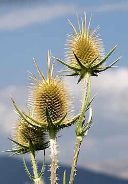 Dipsacus laciniatus