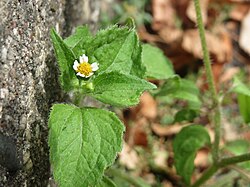 Galinsoga quadriradiata