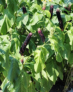 Phytolacca polyandra