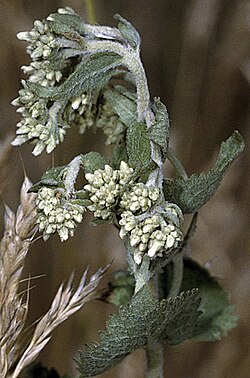 Eupatorium rotundifolium