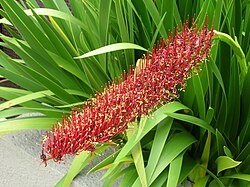 X. callistemon