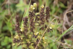 Alectra sessiliflora