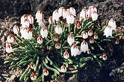Cassiope lycopodioides