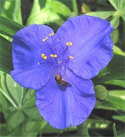 Tradescantia virginiana