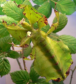 Phyllium bioculatum, ženka