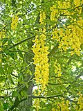 Laburnum watereri