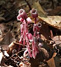Monotropa uniflora, crvena varijanta