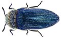 Acmaeoderella villosula