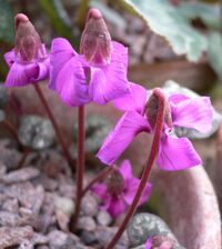 Cyclamen alpinum