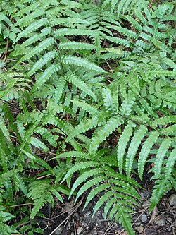 Diplazium laxifrons (sin. Diplazium amamianum)