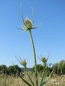 Šumska češljugovina, D. fullonum