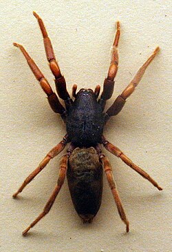 Lampona cylindrata, tipična vrsta