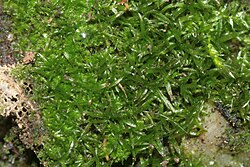 Rhabdoweisia crispata