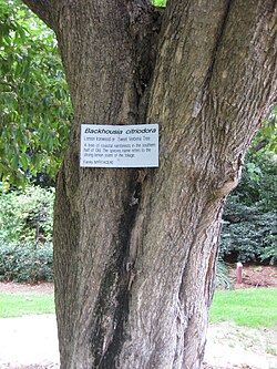 Backhousia citriodora