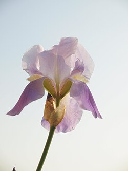 Dalmatinska ili jadranska perunika