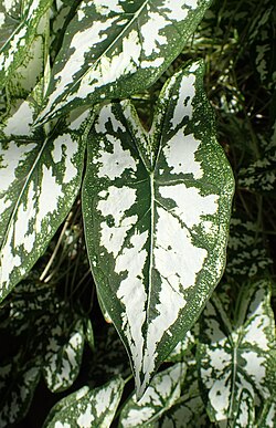 Caladium humboldtii