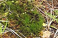 C. nigritum