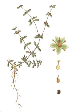 Gisekia pharnaceoides