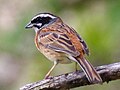 Emberiza cioides (mužjak)