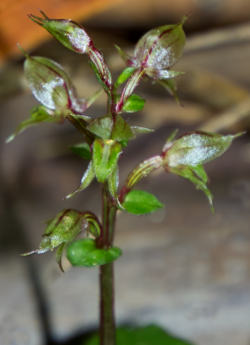 Acianthus sinclairii