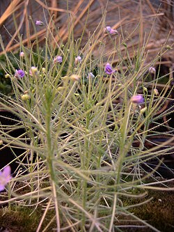 B. liniflora