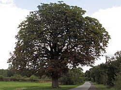 Aesculus hippocastanum