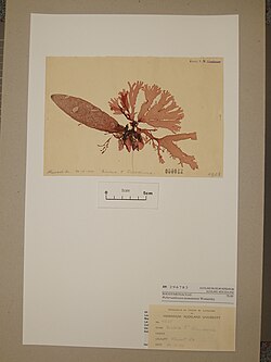 Webervanbossea tasmanensis