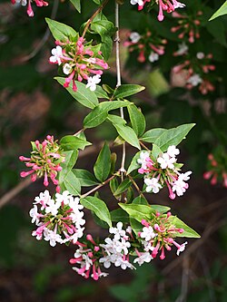 Zabelia biflora (sin. Abelia biflora)