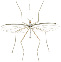 Blepharicera fasciata