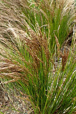 Restio festuciformis