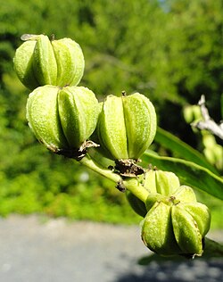Exochorda korolkowii