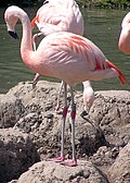 Phoenicopterus chilensis