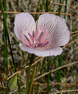 Calochortus striatus