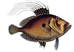 Zeus faber poznat u Hrvatskoj kao kovač ili šanpjer.