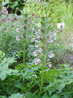 Acanthus hungaricus