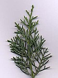 Cupressus arizonica var. glabra (glatki arizonski čempres), listovi