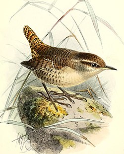 Palčić T. troglodytes hirtensis