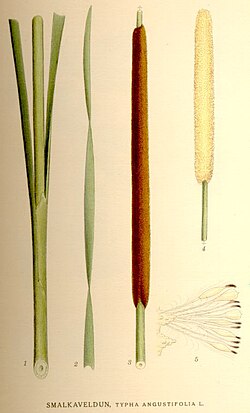 T. angustifolia