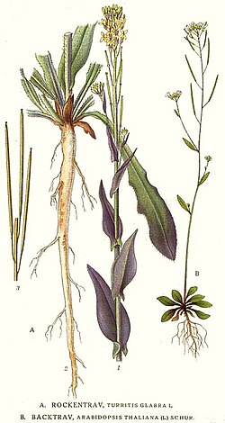 T. glabra, ilustracija